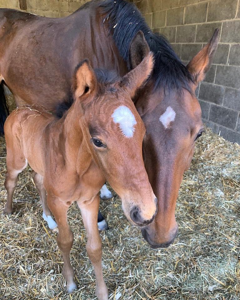 houghjumps's tweet photo. Lala’s filly has a name! Introducing Voila (“Vivi” in the stables)! https://t.co/3tI0sKIqC4