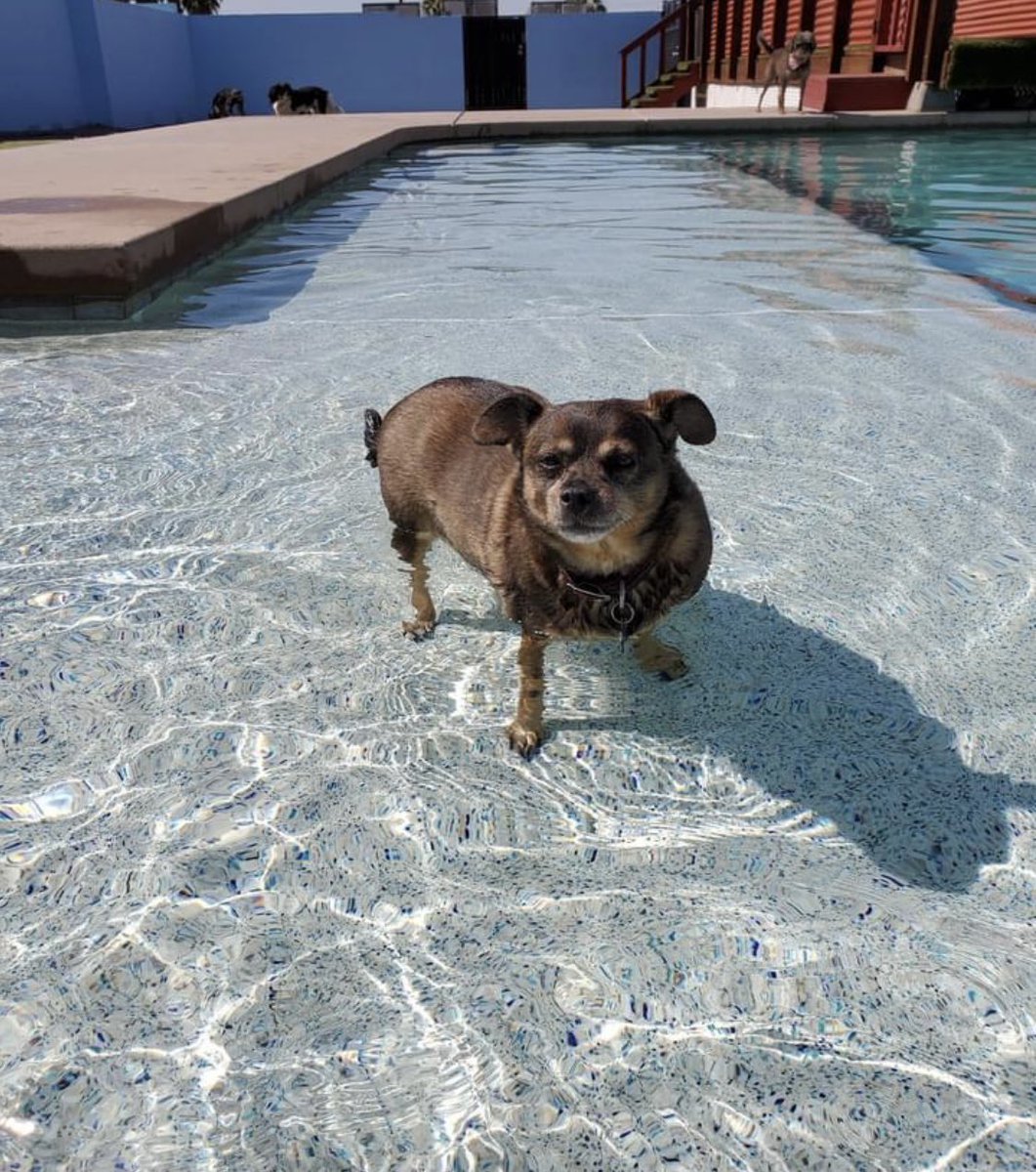 First time my pup got in the water! Didn’t love it, didn’t hate it - she was very unsure of what to think.