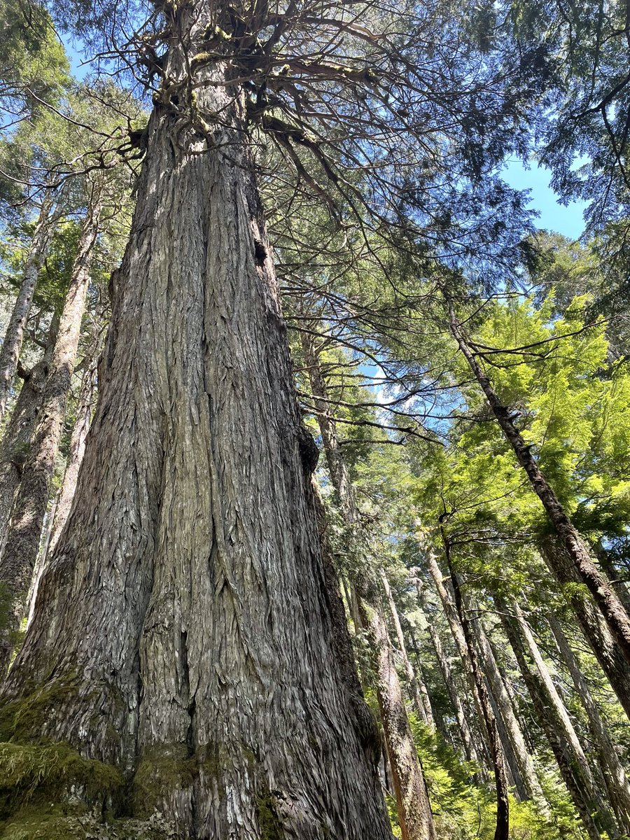 Tzeporah Berman (@tzeporah) on Twitter photo Pls <a href="/jjhorgan/">John Horgan</a> @KatrineConroy just....please act now. This should be illegal. I saw stumps of 1000 year old trees <a href="/SaveFairyCreek/">Fairy Creek Blockade</a> flagging tape on 2000 year old yellow cedars. It’s like destroying Pantheon or the Sistine Chapel to make a buck. Enough already. #oldgrowth #bcpoli Pls <a href="/jjhorgan/">John Horgan</a> @KatrineConroy just....please act now. This should be illegal. I saw stumps of 1000 year old trees <a href="/SaveFairyCreek/">Fairy Creek Blockade</a> flagging tape on 2000 year old yellow cedars. It’s like destroying Pantheon or the Sistine Chapel to make a buck. Enough already. #oldgrowth #bcpoli