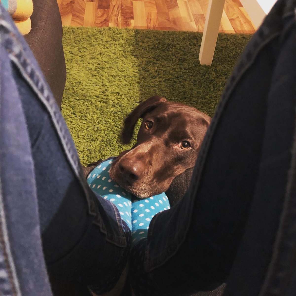 <a href="/Adrienne_Pan/">Adrienne Pan</a> <a href="/CBCRadioActive/">CBC Radio Active</a> Here she is! Rosie did not want to be in the first photo.. I added a second. I think we look different but we share many sassy personality traits 😊💕