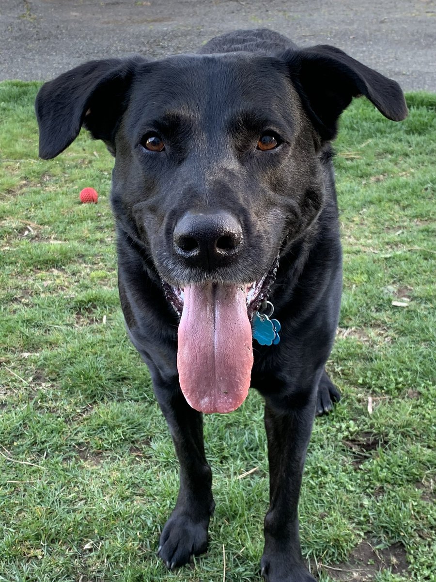 mabrymike's tweet photo. @RexChapman Hey @RexChapman I know I’m late to the game here, but I just realized I didn’t share this guy. His name is also Rex. And he’s a rescue from Owensboro. Small world https://t.co/RoCZl9RQ4n