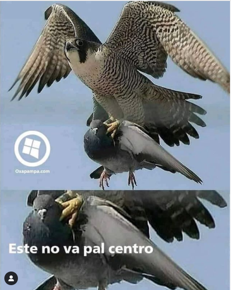 coniwitschi's tweet photo. Voy a subir un meme para el #taxojueves porque puedo (y porque la otra opción era un chimango que se veía como un punto). Lo subió memes_pajareros a insta. Qué dicen, es alguno de los Falco peregrinus? no sabemos ubicación #Falconidae https://t.co/ep71SvcRcu