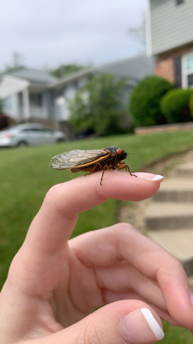 AmyGoohsHard's tweet photo. Obligatory cicada pictures #BadBert #TherapyKitty #BroodX #CoronaDiaries @KMHardman https://t.co/4qsKWlAQgz