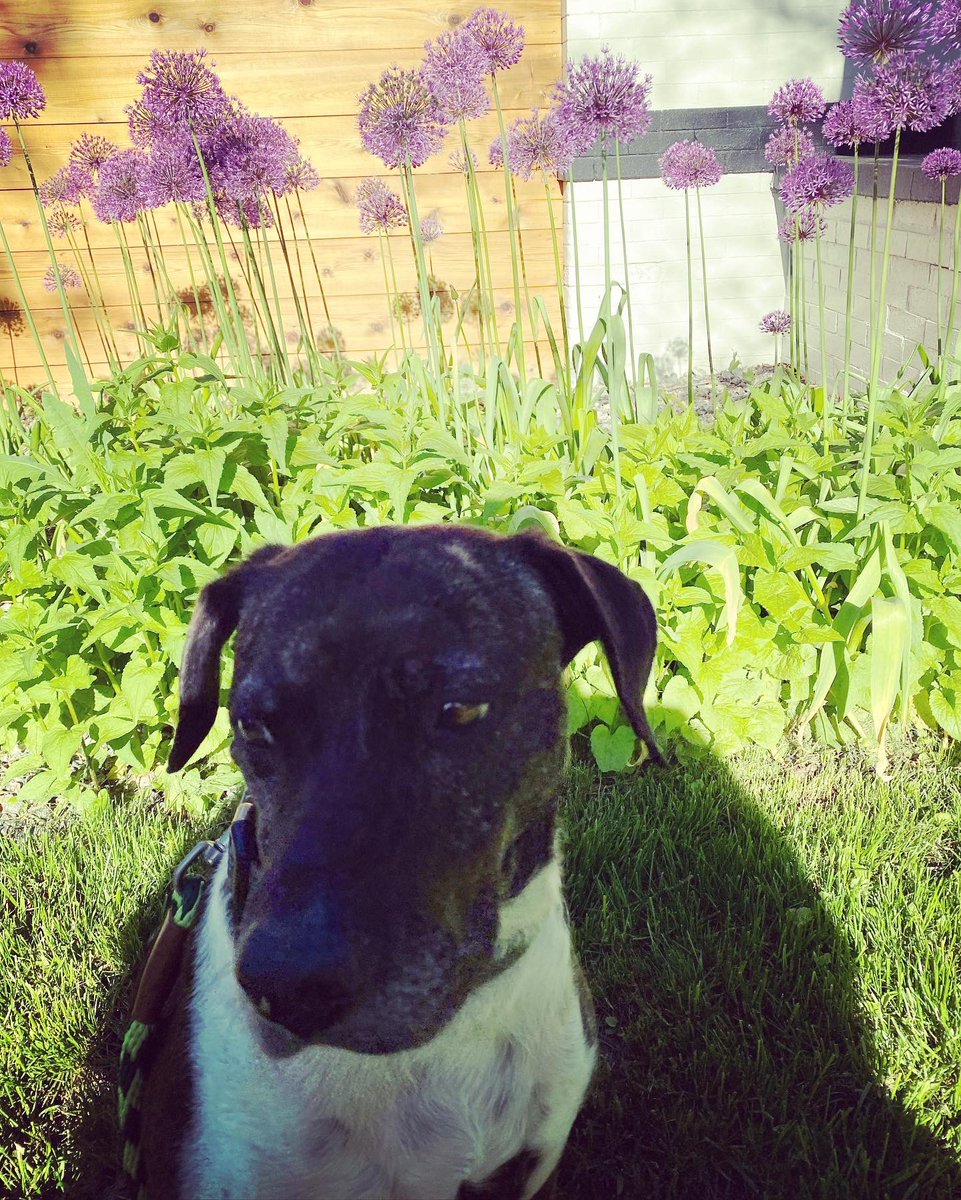 WillowWebbG1's tweet photo. Dad keeps trying to move so the sun 🌞 is in my eyes but I’m not having it! 😎 #ShadyLady  #DogsOfDenver #Pointer #PlottHound https://t.co/VhkF8fOiZB