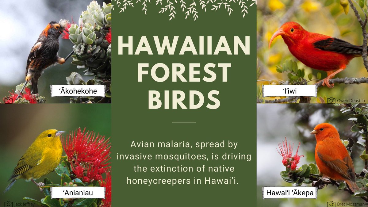 BirdNotMosquito's tweet photo. Aloha! Birds, Not Mosquitoes is a multi-agency partnership in Hawaiʻi working to prevent the #extinction of our forest birds. We want to introduce you to the native birds we’re protecting by using a naturally-occurring bacteria to control invasive mosquitoes. https://t.co/9BKKIacB3c