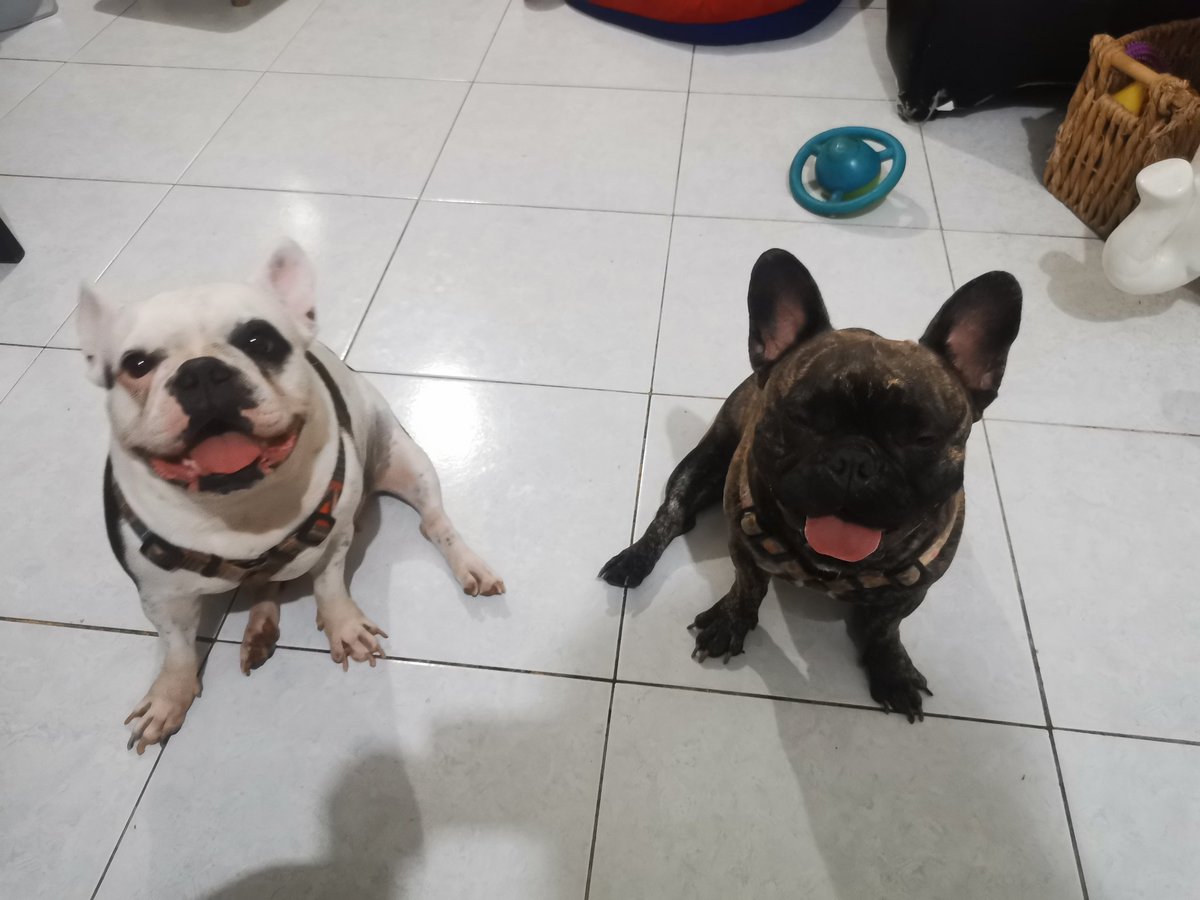 LulakOrt's tweet photo. @Poloniex @InuKishu WE ARE lola &amp; Trufa @poloniex @InuKishu we want the Kishus 😍😍 https://t.co/6414sVggAD