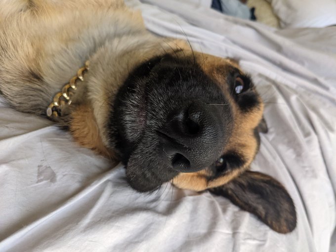Sasha appreciation post 🥺😫 https://t.co/TTqtdIY7I2<a href="/tag/bobjob"class="tags"><span>#bobjob</span></a>