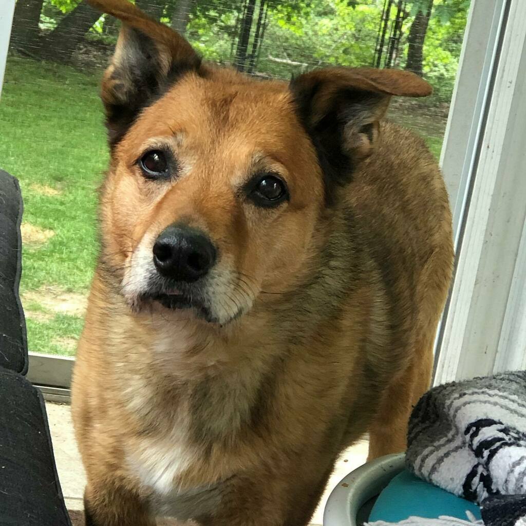 MellowDogLife's tweet photo. Our old boy is feeling good today! Such a good looking guy:) #dogsdaily #dogs #dogsofinsta #dogsofinstagram #rescuedog #rescue #mydog #olddog #gsdofinstagram #gsdmix #gsdlife #dogslife #gooddog https://t.co/yAC0bSZa0j https://t.co/sOlLWjt2VL