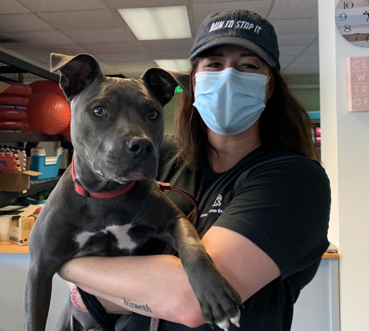 brooksidepet's tweet image. Beautiful blue Moxie was having a hard time posing for her Beginning Manners graduation picture while her classmates wanted to visit. Great work in clas for this team!