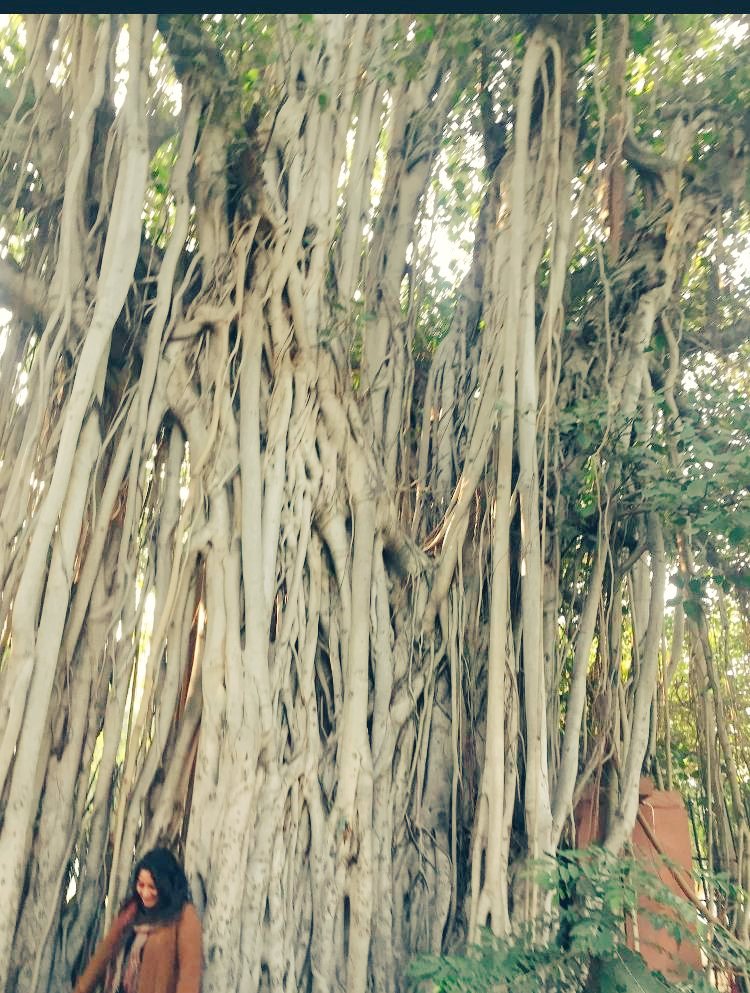 vimlendu's tweet photo. Over 1800 heritage trees of Central Delhi is set on a DEATH ROW', for the fancy #CentralVistaProject ,n political nexus b/w Central&amp;State govt peddling Transplantation Policy, with failed track record. Imagine these huge trees shifted from one place to another. Pic: @BhavreenMK https://t.co/D6JWbqWRkF