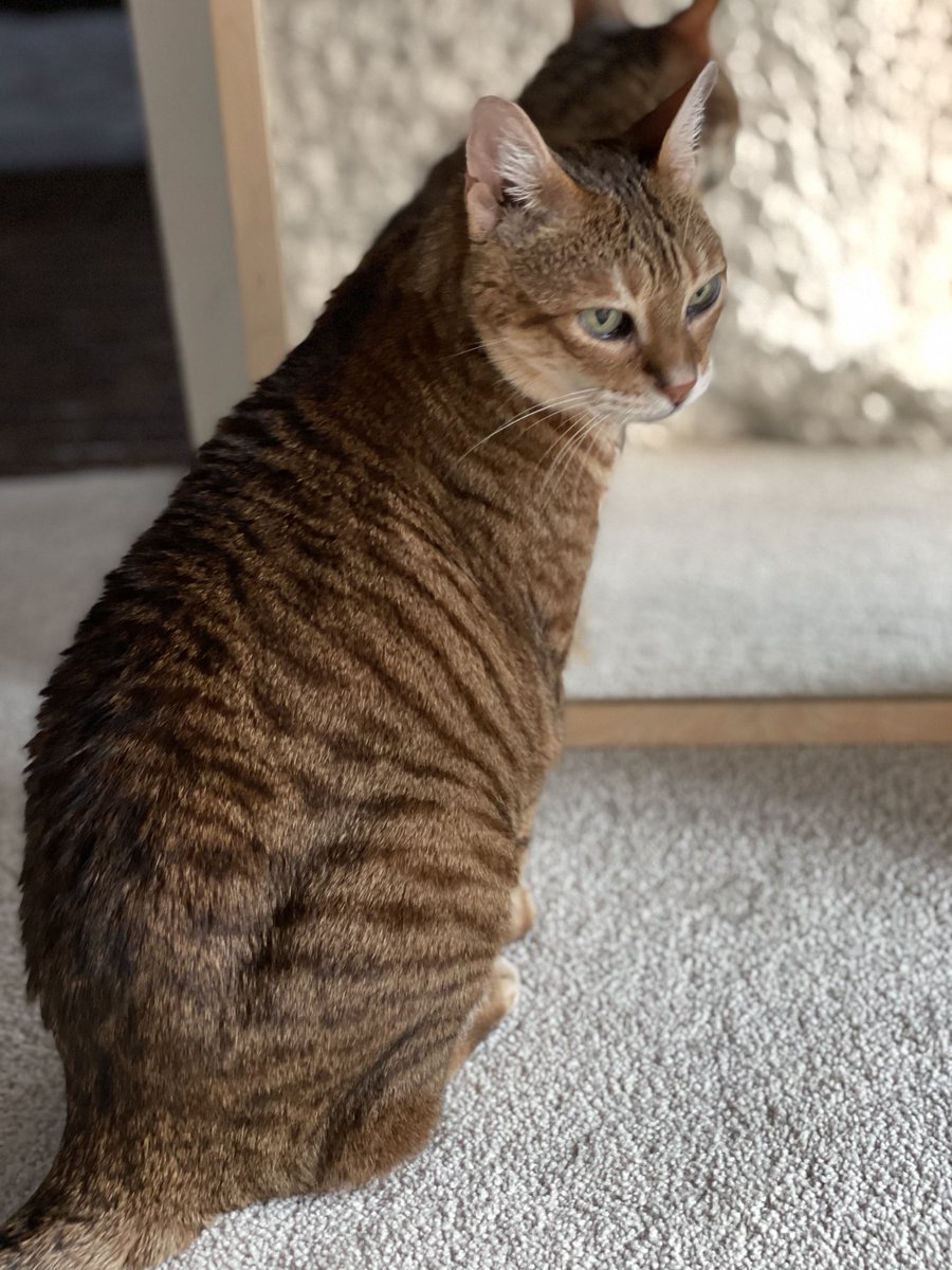 TToyger's tweet photo. Stop looking at me like I have two heads. https://t.co/4uhDv0hh7O