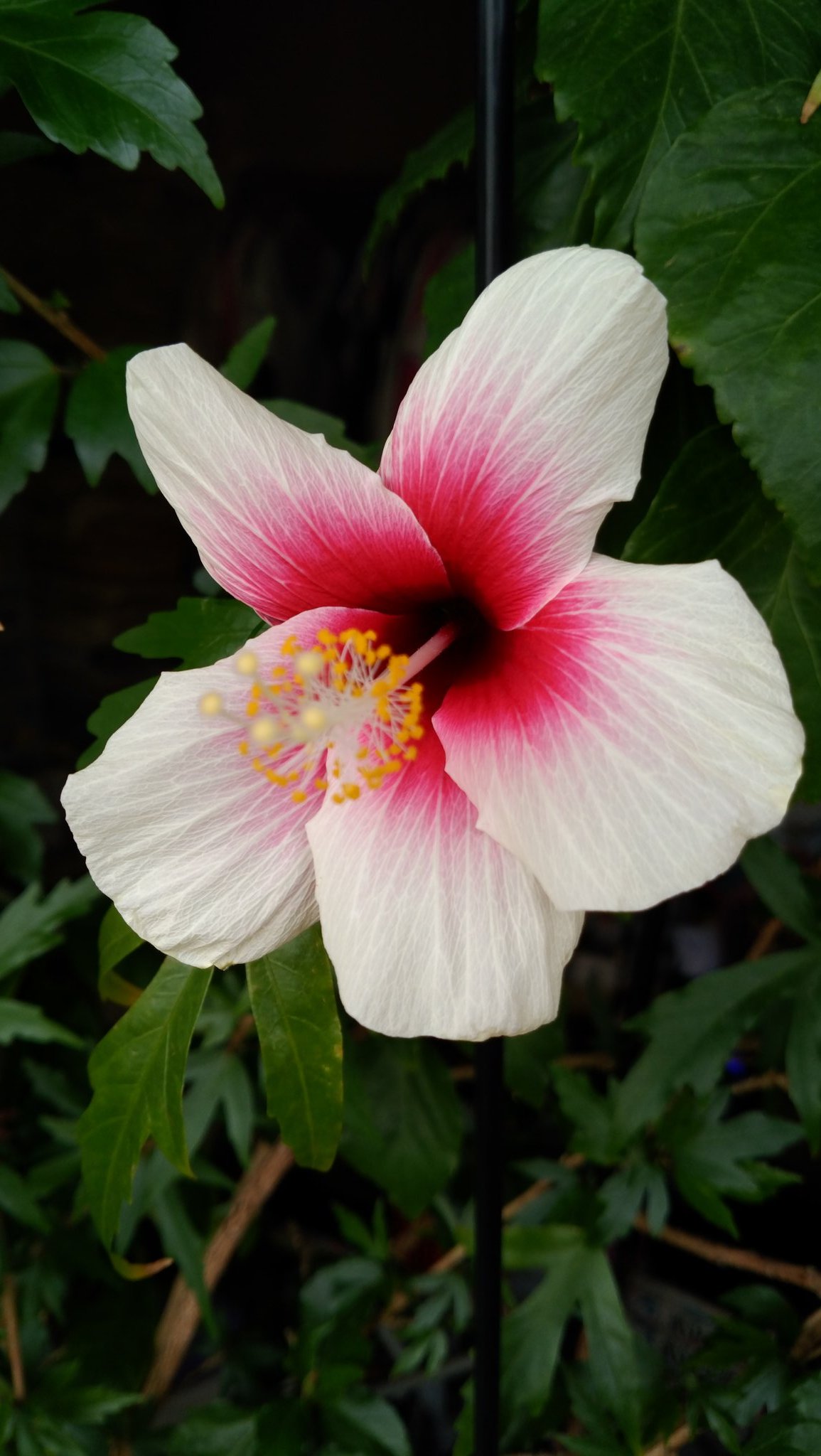 フィジーホワイト Twitter Search Twitter