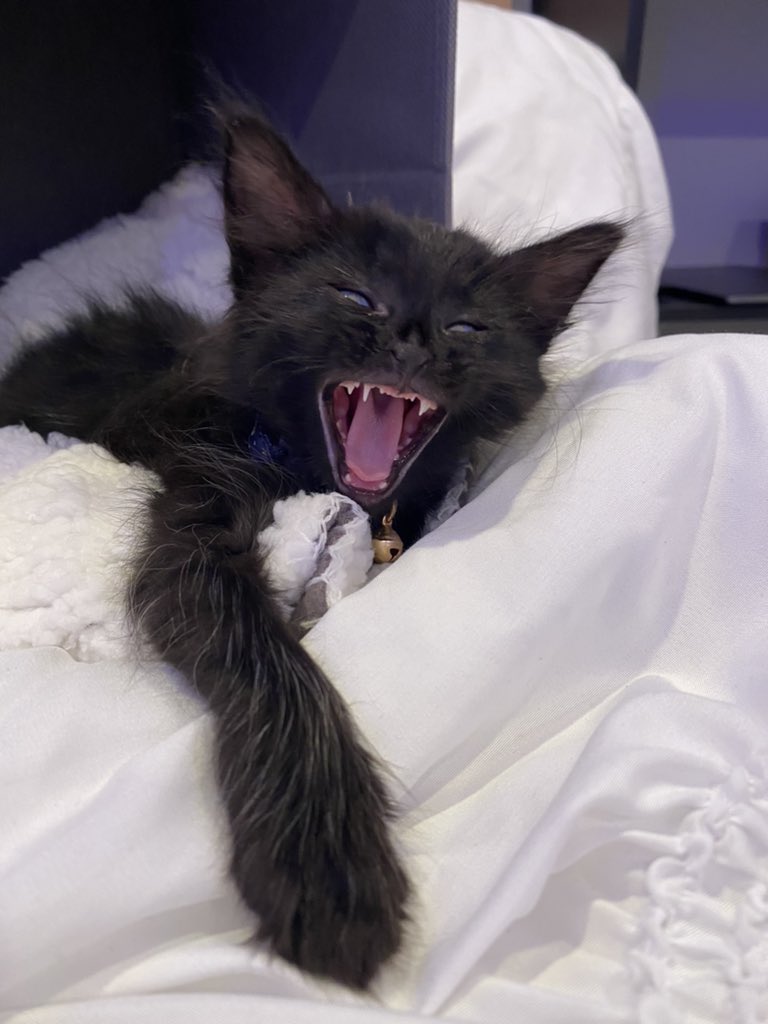 DanielleHimer's tweet photo. When I’m stoned I like to take pictures of Billie while she’s yawning. https://t.co/VapiTaDqyx