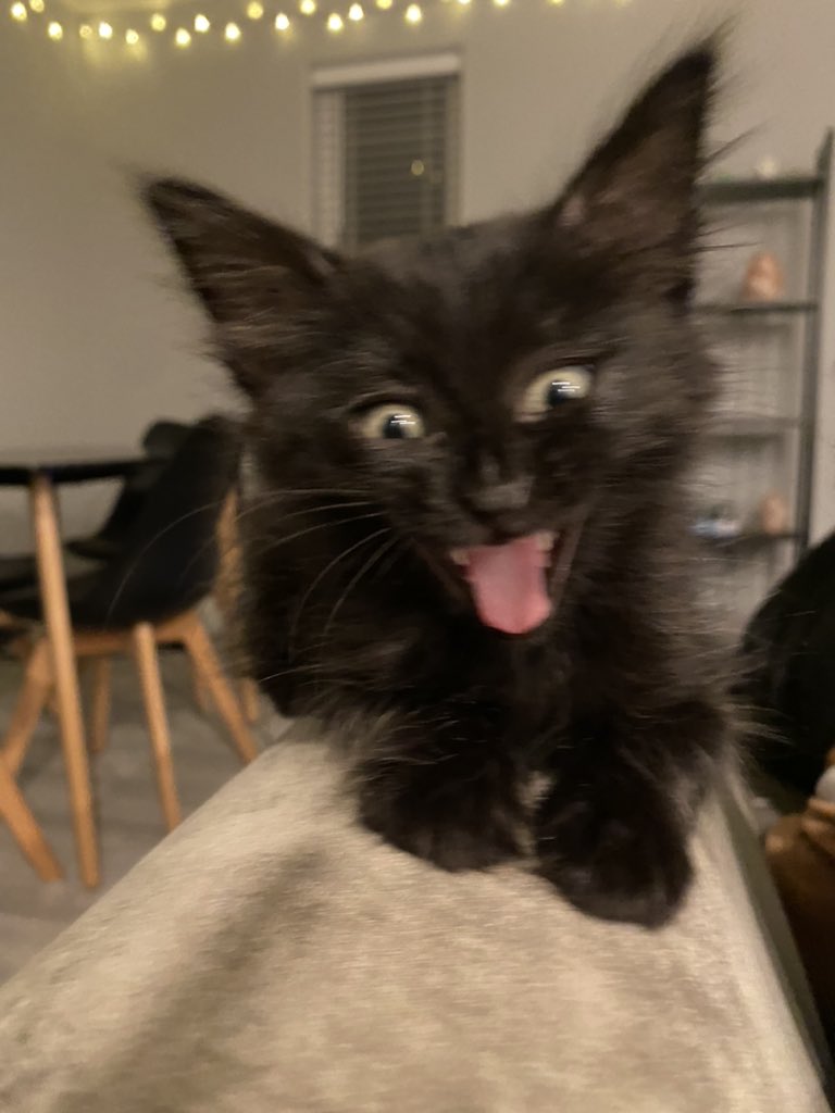 DanielleHimer's tweet photo. When I’m stoned I like to take pictures of Billie while she’s yawning. https://t.co/VapiTaDqyx