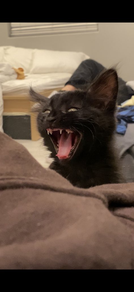 DanielleHimer's tweet photo. When I’m stoned I like to take pictures of Billie while she’s yawning. https://t.co/VapiTaDqyx