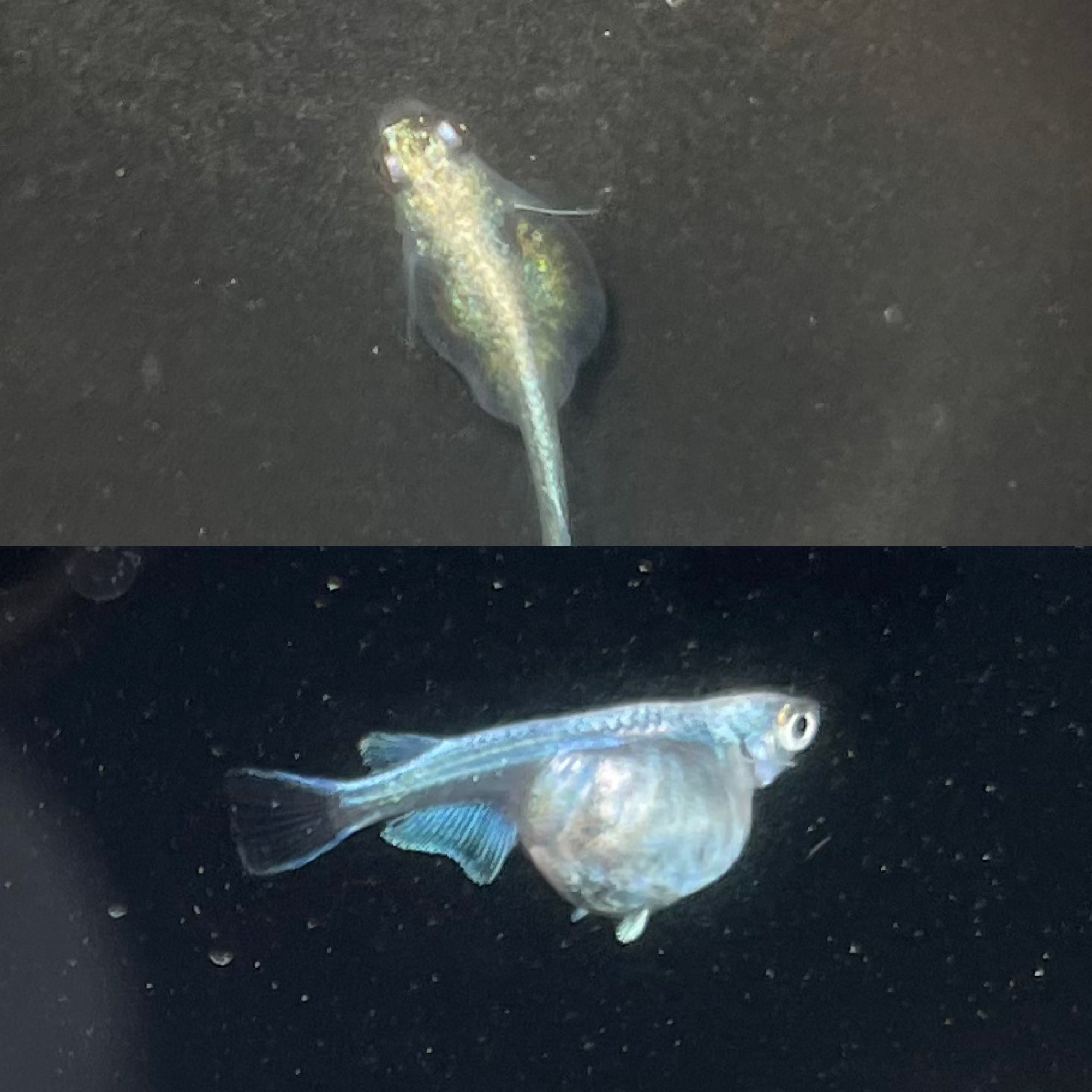媛めだか 過抱卵でもダルマでもなく おそらく生殖腺が過剰発達した突然変異体 Hotei と思われる個体を発見 とりあえず療養用のビオトープへ T Co 3okhkdmgug Twitter