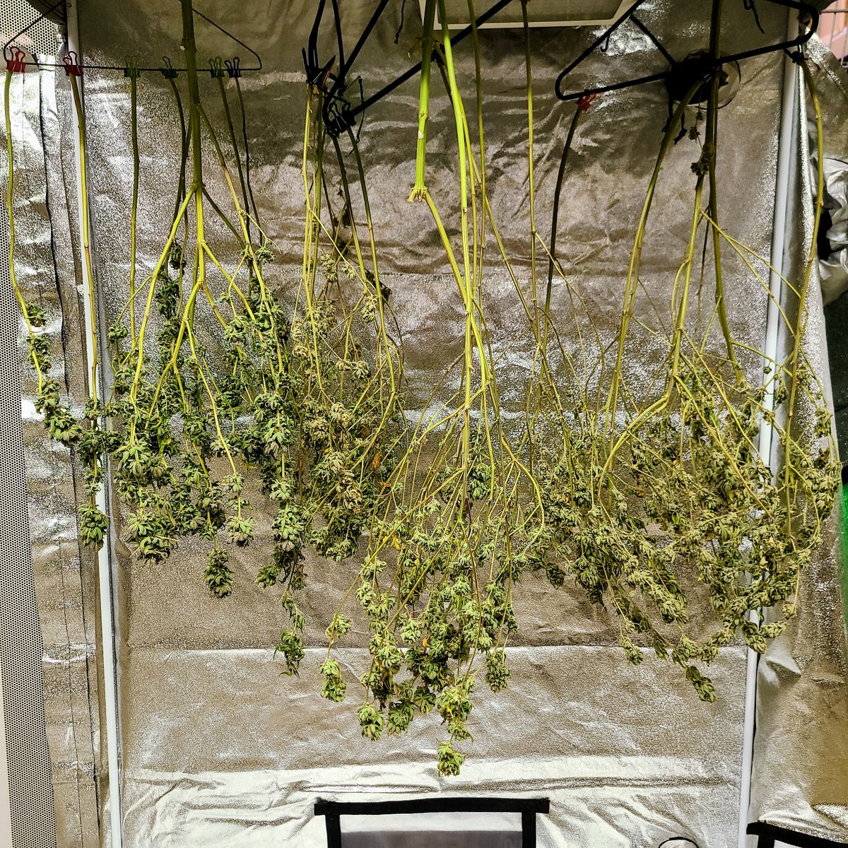 2bbshow's tweet photo. Time to trim this LA OG Kush https://t.co/rrCnUaCchq