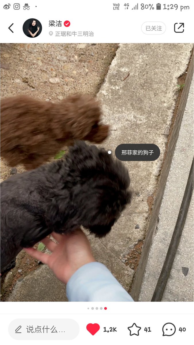 namupizza's tweet photo. Just realize two days ago #LiangJie posted a photo in XHS with a tag "#XingFei's dogs", guess she visit XF house Haha
FYI they are both now filming for #TheFlyingFox #飞狐外传 https://t.co/JMJm0x27Hb