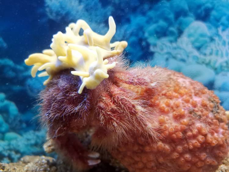 🦀Crabs can be pretty weird! Meet the sponge crab, instead of growing a thick shell for protection, it snips off pieces of sea sponges to grow itself an armoured cloak! aquarium.co.za/blog/entry/all…