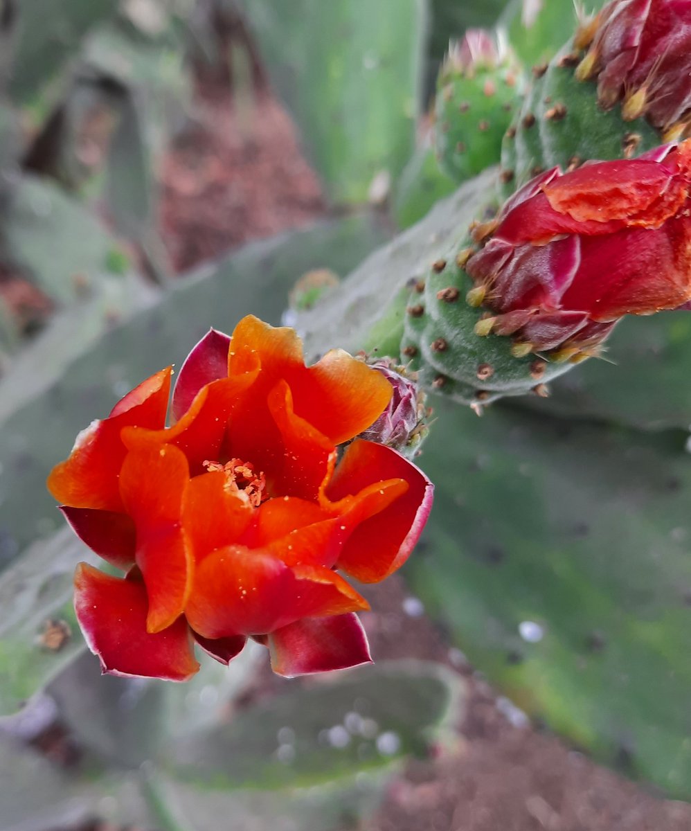 PhoolwantiR's tweet photo. Be persistent to achieve your dream.. if you focus on what you want then other hurdles will be blurred.. Like the beauty of this flower https://t.co/j8JX55ix38