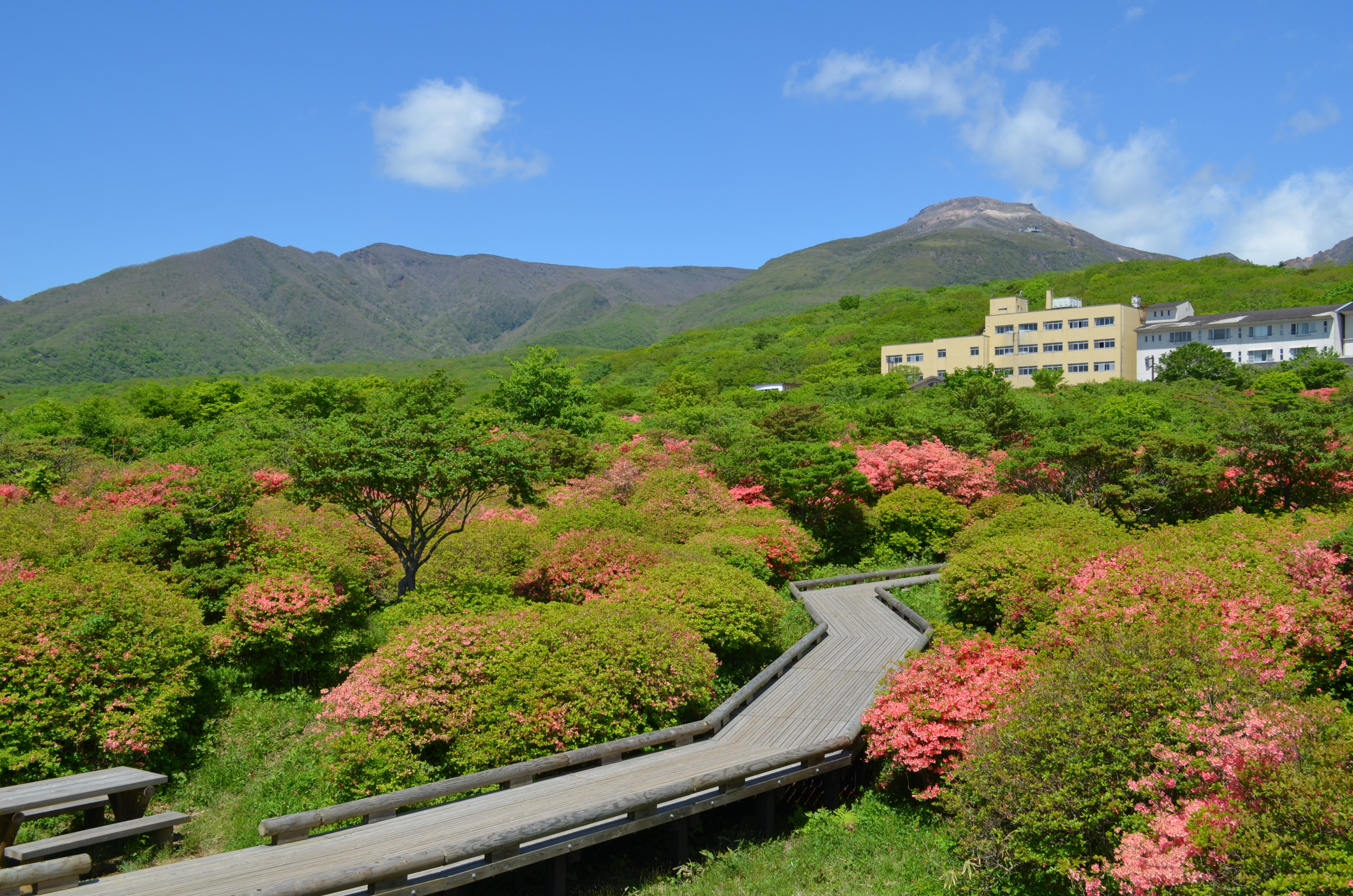 那須町観光協会 5月28日9時30分ごろの八幡つつじ園地 駒止の滝の様子です 八幡つつじ園地のヤマツツジは 開花中の木が何本か残ってはいますが 花の大半がくすんで落ちているか すでに葉が伸びている状態で 見頃はほぼ終了です また 駒止の滝は 新緑