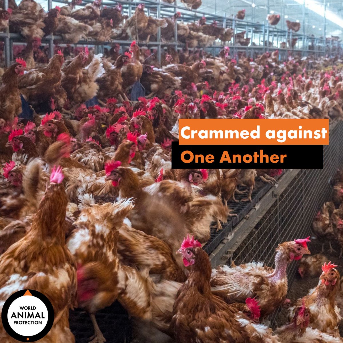 Covid taught you the value of EASY BREATHING. Help chickens BREATHE too.
Act Now: bit.ly/3usngch
#callonyumbrands #WorldAnimalProtectionIndia #BetterChickenCommitment #farming #farminglife #higherwelfare #chickens #Yumbrands #kindness #cage #cagefree #plate #breathe