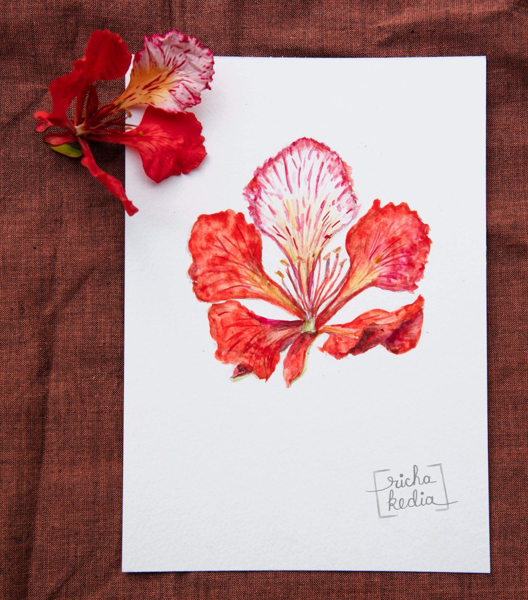 RichaKedia's tweet photo. Gulmohar flower in bloom.
Striking colours that define Delhi summer Skyline of almost every Indian city.
#watercolorpainting #naturejournal #botanicalart #loosewatercolors #contemporaryartist #summerseason #floralpaintings #flowerinbloom #gulmoharflower #redflowers #floralart https://t.co/xwHXV9mIsG