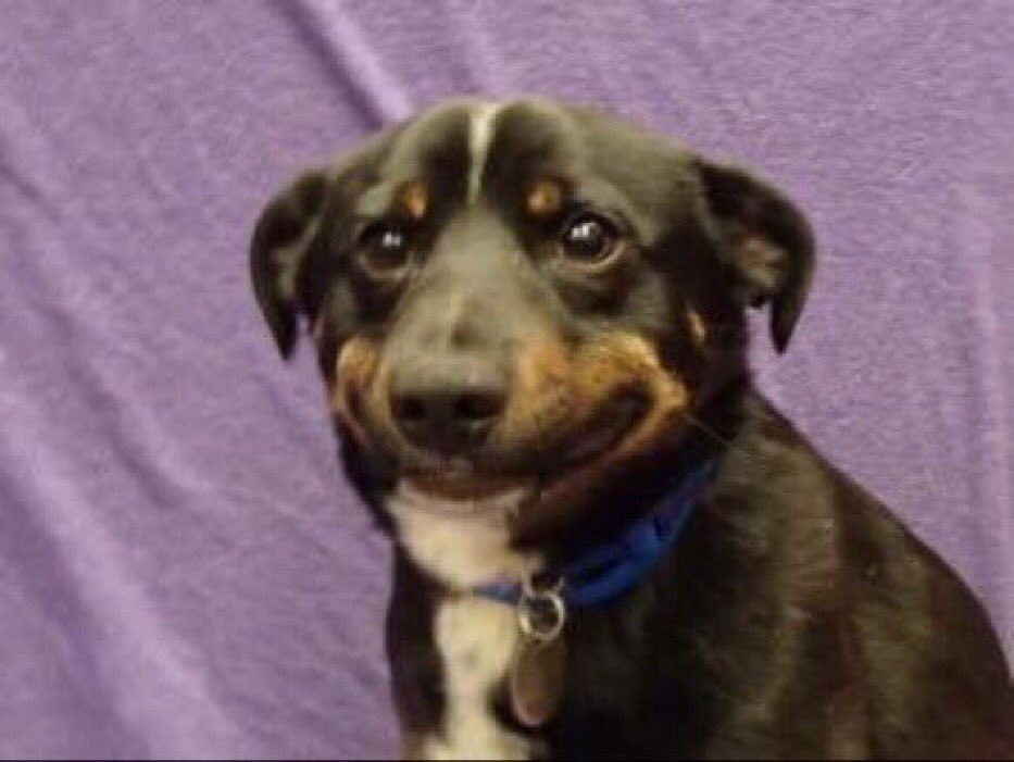 2lastvibes's tweet photo. when ur trying your best but nothing is going right https://t.co/tkEB4sXBHf