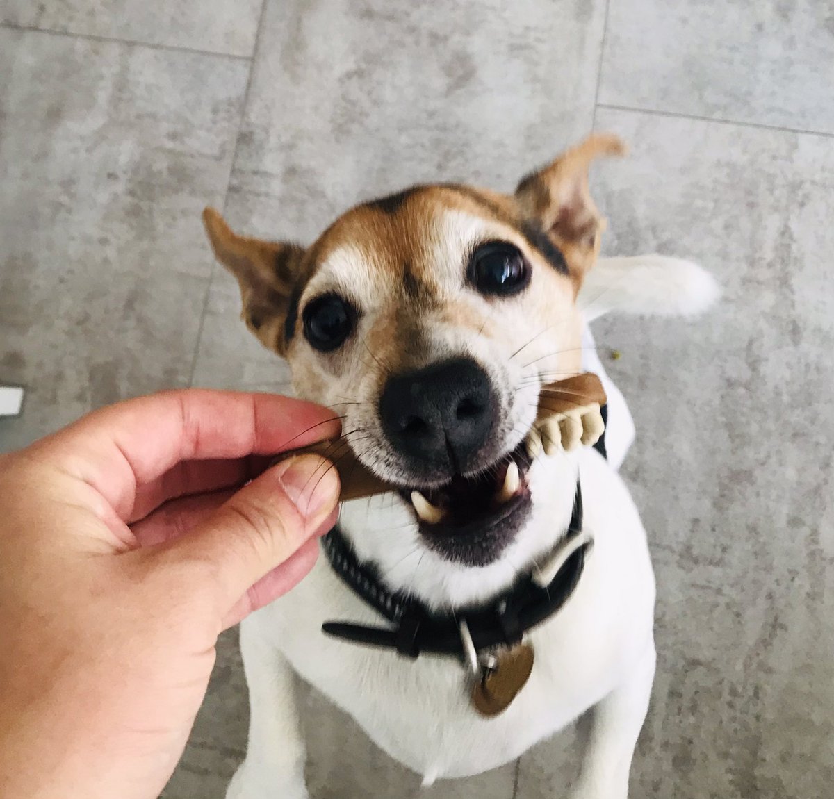 HenrysDogTweets's tweet photo. Mums friend gave me these yummy new veggie snacks from her new business. Can’t wait to get more when they get rolled out on the shelves #newbusiness #foodtrial #yummy 🐾 #dogtreats #jackrussell https://t.co/XqhWCqrb8p
