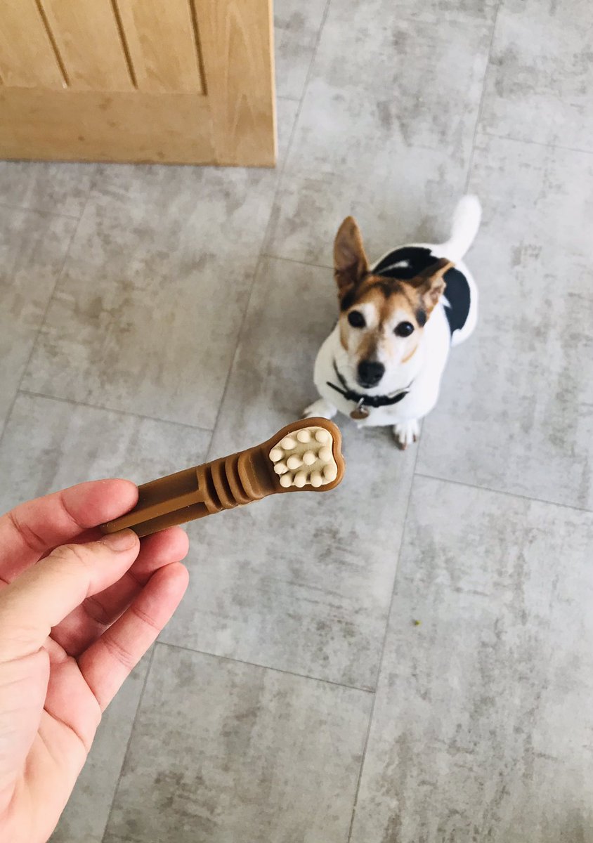 HenrysDogTweets's tweet photo. Mums friend gave me these yummy new veggie snacks from her new business. Can’t wait to get more when they get rolled out on the shelves #newbusiness #foodtrial #yummy 🐾 #dogtreats #jackrussell https://t.co/XqhWCqrb8p
