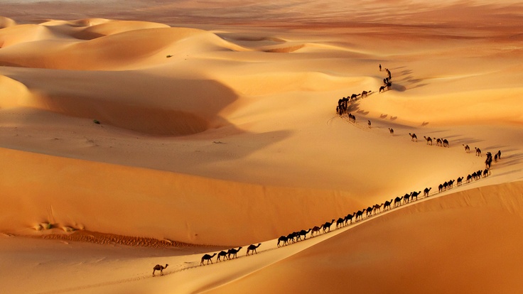 mybeauplanet's tweet photo. Marvelous camel trail in the desert. https://t.co/LWWzCuFHJd
