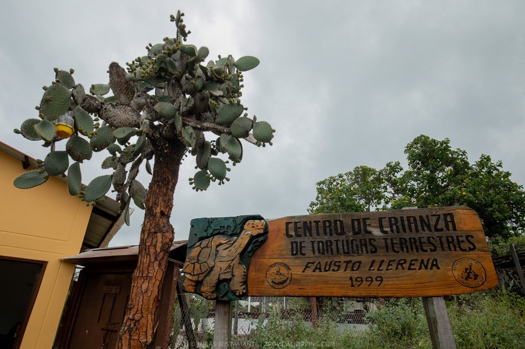 luksTH's tweet photo. La tortuga gigante de Fernandina, considerada extinta por más de 100 años, fue presuntamente redescubierta en 2019 tras encontrarse una hembra.

Esta semana, los análisis genéticos confirmaron la identificación🥳

¡Gran trabajo @parquegalapagos @SaveGalapagos @YaleUniver @rewild! https://t.co/Mx2gzYhFgF