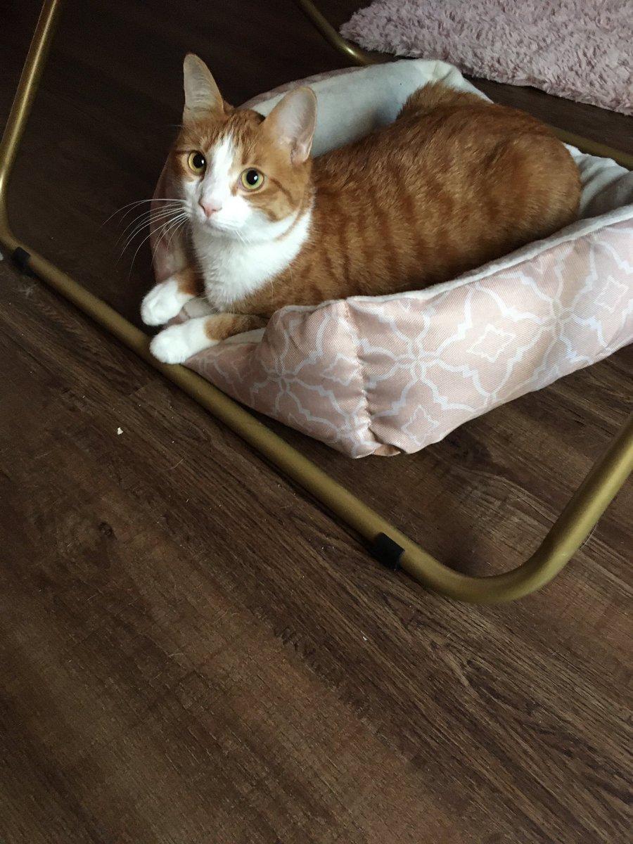 TayPlayz8's tweet photo. @Ash503_official She is adorable! I have a cat, his names Nacho https://t.co/ZrWPmthA1L