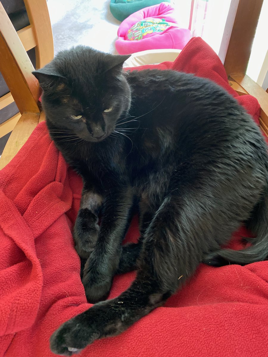 Izzy and Artie were irritated that the humans left their pics out of the last post. So, grads, congrats *again* from Izzy, Artie, Ducky, and the humanz! #whatayear #editbuttonneeded #Congrats