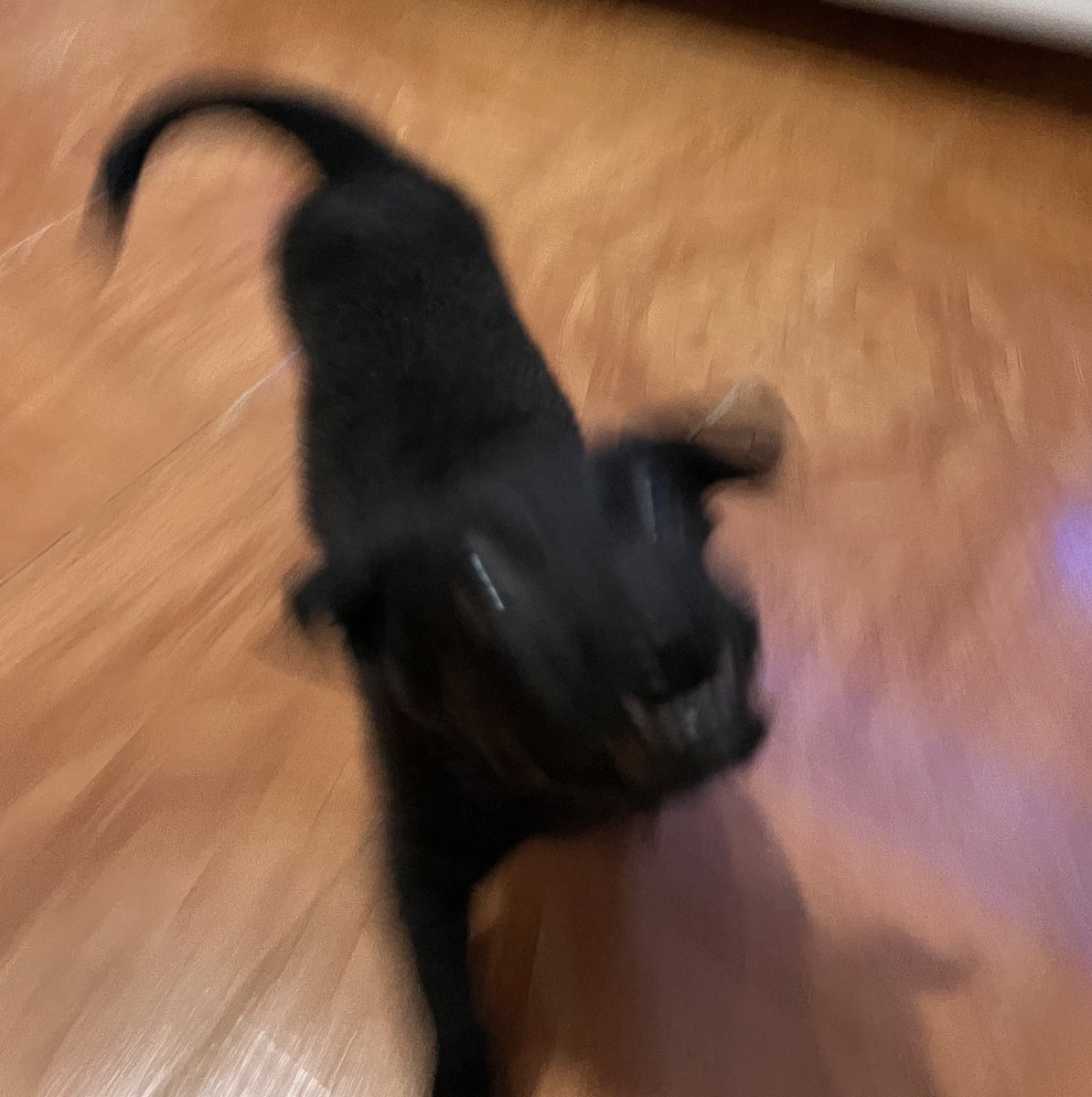 mi perro cuando lo que hay de comida es  mortadella de la bodega :