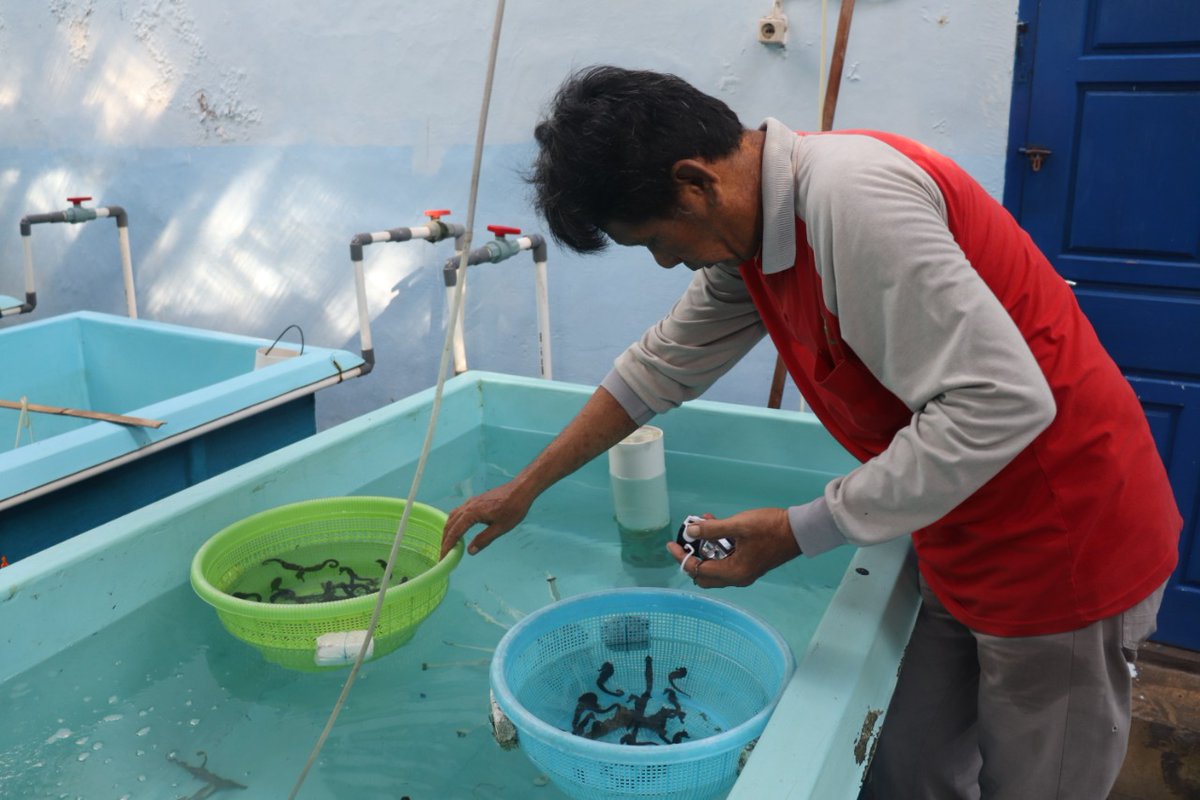 BBPBL_LAMPUNG's tweet photo. Halo sobat budidaya...Tim Kuda Laut BBPBL Lampung melakukan seleksi calon induk Kuda Laut (Hippocampus sp.) untuk mendukung kegiatan produksi dan bantuan benih (Kamis, 27/5/3021).
#bbpbllampung #seleksiinduk #kudalaut https://t.co/fwaxwcNLRp