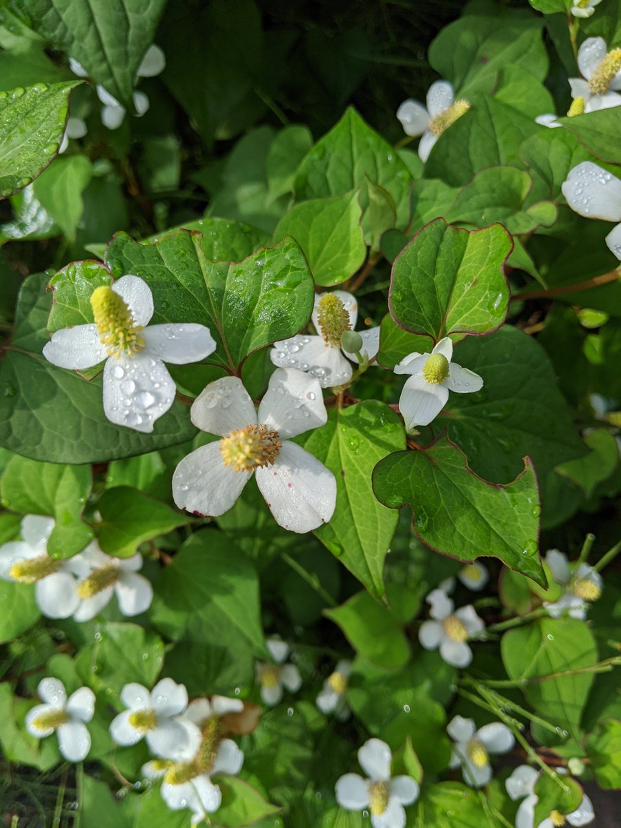 ドクダミ Hotワード