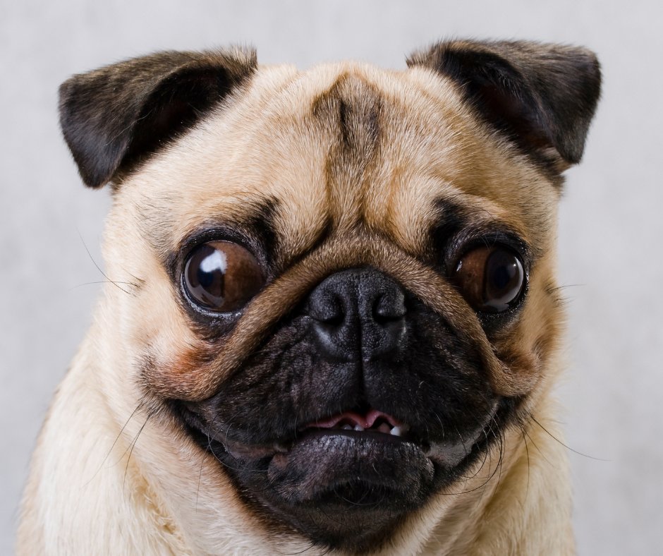 DoUBelieveInDog's tweet photo. Preliminary (pilot) study from @cis_unimelb students seeking responses from #Veterinarians: https://t.co/rFscimivRl #veterinary #vetsci #science #dogs #pugs Ping @DrQuain @DogsbodyRVC @vetpip @vet_boys https://t.co/5RQoeGcXFs