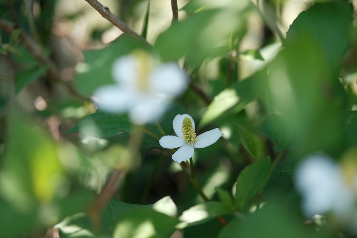 ドクダミ Hotワード