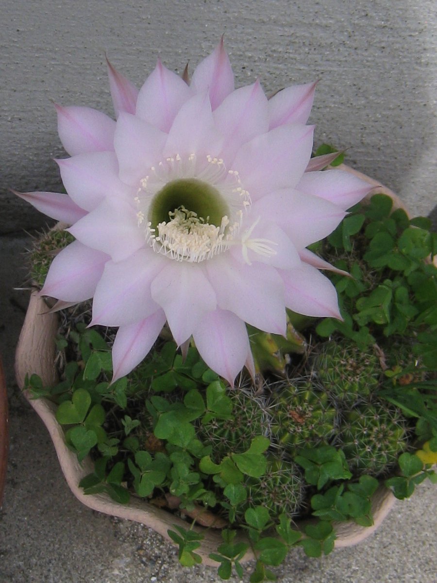 サボテンの花がようやく咲きました。