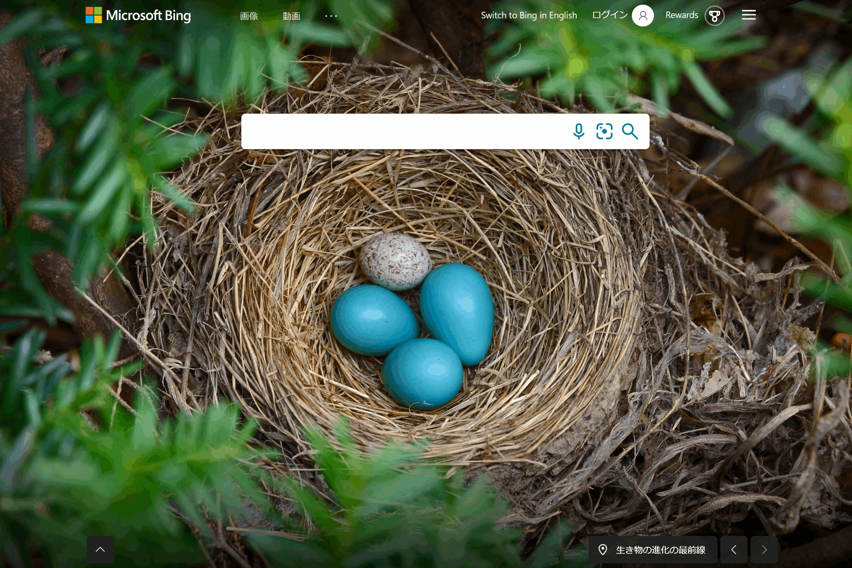 Bing 日本版 コマドリ の巣に コウウチョウ の卵が産み付けられています きれいな青い卵がコマドリ 白い卵が コウウチョウの卵です コウウチョウには カッコウのように他の種の鳥の巣に托卵する性質があります Bingjp T Co Rzki7hiwht