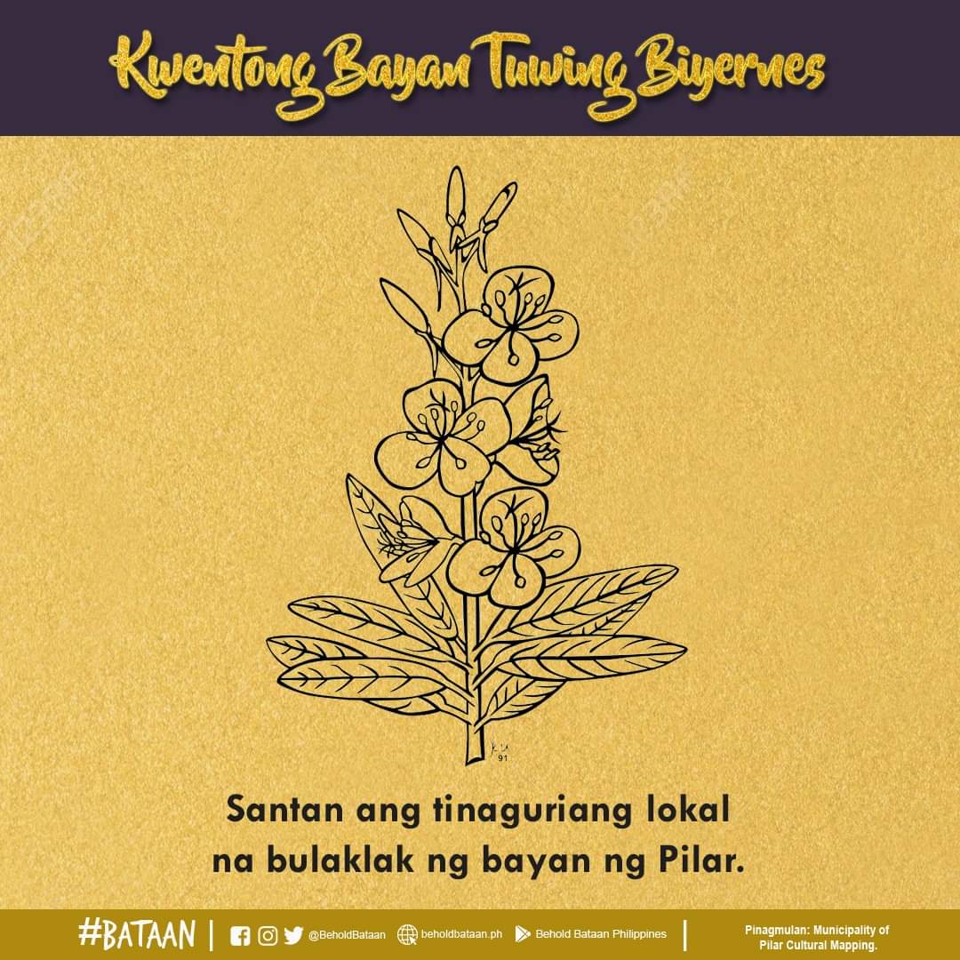 BeholdBataan's tweet photo. Alam niyo ba na ang Bayan ng Pilar ay mayroong lokal na bulaklak? Sa bisa ng Municipal Resolution No. 09 s. 1991, Marso 25 ng naiproklama ang Santan bilang lokal na bulaklak ng Bayan ng Pilar. Pula, Dilaw, Puti, at Rosas ang iba’t-ibang kulay ng bulaklak na ito. https://t.co/hQpcSPGo3c