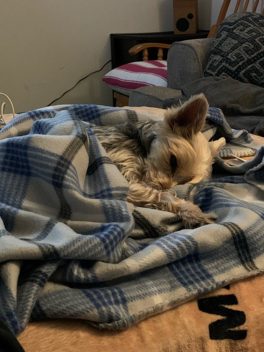 smolboywindsor's tweet photo. very seepy lately. sorry for absence https://t.co/LIgNbtRme5