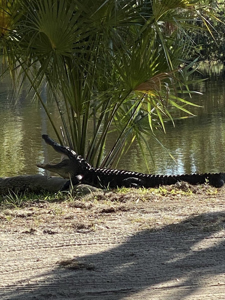 DarrellSchwartz's tweet photo. Meanwhile back in Florida this afternoon he came out of the water to greet us. https://t.co/ISJzsnNsIf