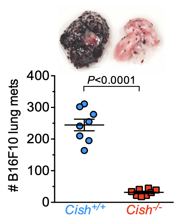 Dr_Nick_Bikes's tweet photo. In every subsequent NK cell assay, Cish-/- NK cells were superior and I nearly fell off my chair when I saw these anti-melanoma data by @ScientistBecs https://t.co/GanJkJIzIH