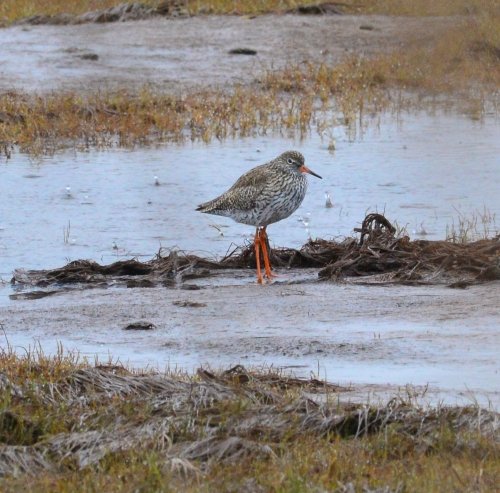 Kurilskiy's tweet photo. 25.05.2021 года. Травник (Tringa totanus (Linnaeus, 1758). устье р. Рикорда. о. Кунашир. Автор фото Александр Яковлев. https://t.co/9h7BLnwttS