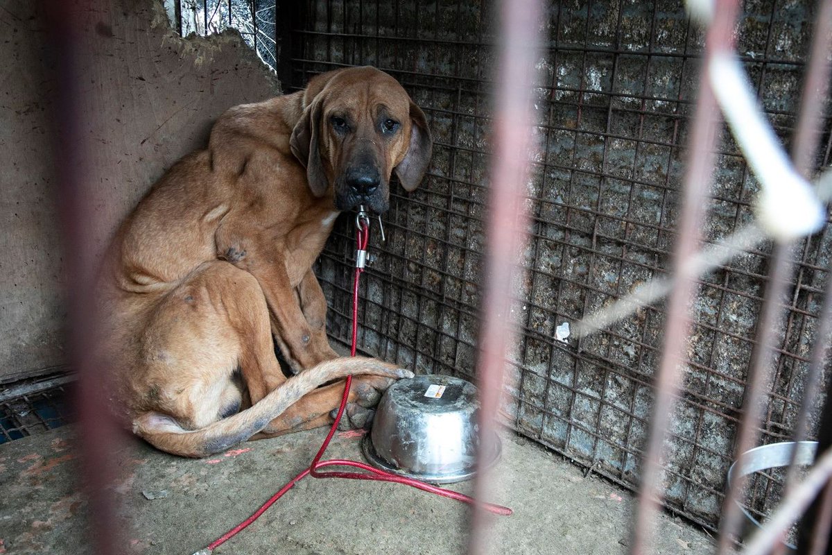 Help @HumaneSociety fight the dog meat trade. Please donate now as they rescue 170+ dogs in South Korea. ❤️bit.ly/2Tpm0d9 #animallove #crueltyfree #compassion #doglove