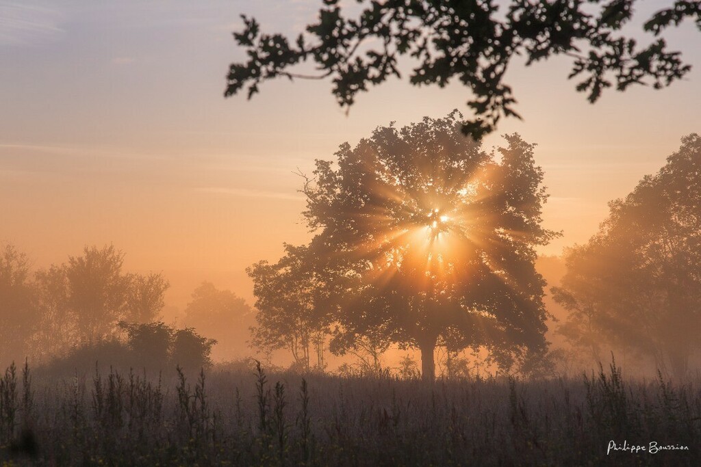 Jett1oeil's tweet photo. Le prestige...
•
#deuxsevres #nature 3792
•
#igersdeuxsevres #igersfrance #kodakmoments #raw_community_member #france4dreams #happy_life_captures #still_life_nature #bpa_nature #transfer_visions #nature_perfection #naturehippys_ #destinationna #explo… https://t.co/4SzSHoIfFi https://t.co/48LsV50UZy
