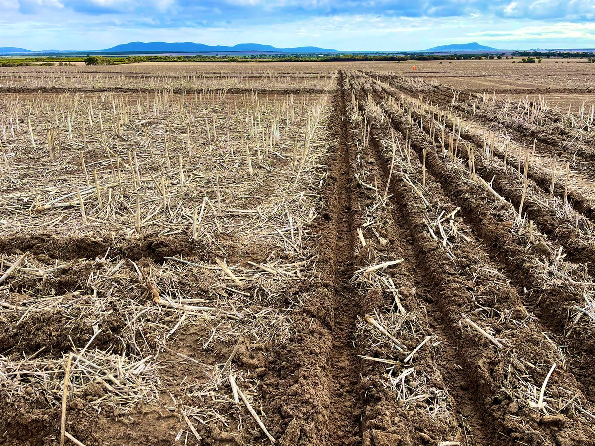 6th season of our amelioration trial at Wanilla, tracking yield responses to ripping &amp; spading  #CumminsAgRD <a href="/marty_LEPagro/">Martyn Chandler</a> <a href="/RichardMay19/">Richard May</a>