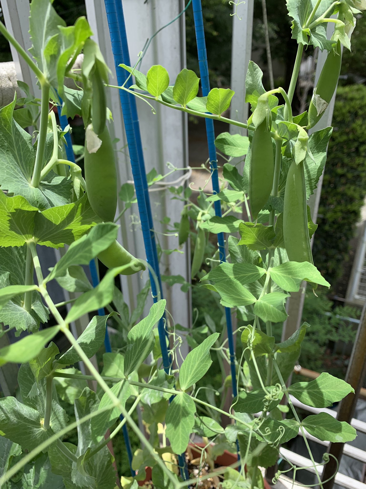 Coco望ママ Coconomama Leaf Twitter